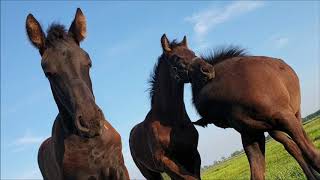 All mares with foals together in the pasture. Photos of Rinske. Friesian horses.