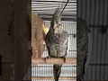 #cockatiel #birds #pets #parrot #cockatielbird #cockatielsinging #cockatielsound #ytshorts #shorts