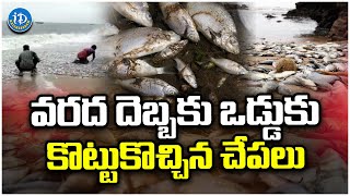 Thousands of Fish Wash Ashore on Bheemili Beach | Visakhapatnam | iDream Bheemavaram