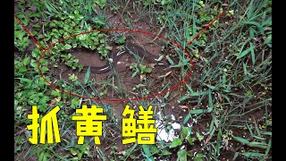 农村小伙夜间抓鱼，小河边黄鳝真是多，一抓一个准，太过瘾了【农人阿蓝】