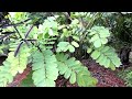 cassia alata senna alata candelabra bush candlestick plant christmas candle popcorn senna.