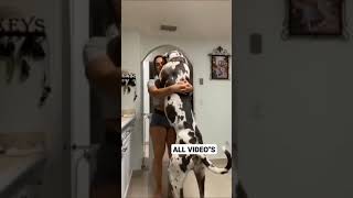 😍Hot Girl' And Big dog Sex.. Status Video 🤩 Hot sex* Video 😘 #shorts