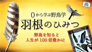 【0から学ぶ野鳥学】羽根の驚異的能力  ～野鳥たちの驚愕の生き残り戦略～ @ZOOTIMEch ​