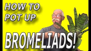 How To Pot Up Bromeliads!