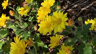 小菊の花言葉「純情」「真実」　　　　　　　　　　癒しの花と音楽