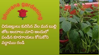 మన తోట అందాలు  # bhuvana gardening #