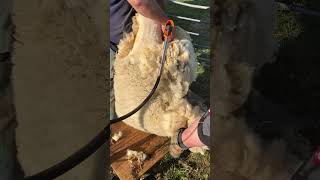 Schafe scheren , Tiere, Friseur 2023, Landwirtschaft, sheep