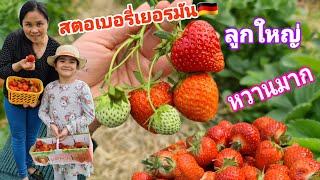 EP.21 สตอเบอรี่เยอรมันลูกใหญ่ๆหวานมาก |เก็บไปด้วยกินไปด้วยคุ้มสุดๆ |รอบนี้มาเก็บไม่ผิดหวัง🍓🍓