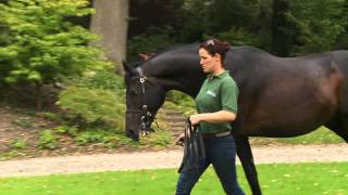 Malinas, a top stallion, standing at Yorton Farm Stud - UK 2015