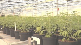 繼烏拉圭後 加國娛樂用大麻合法開賣   20181017 公視晚間新聞