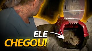 APRESENTANDO O GATO NOVO PARA OS OUTROS GATOS! | A CASA DOS BICHOS