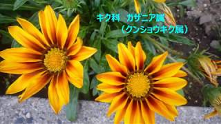 ガザニアの花色彩豊かで華やかな花