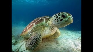 CARETTA CARETTA