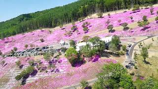 2019年滝上芝ざくら祭りヘリ遊覧飛行