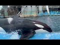 【japan】he is prince and such a baby👑i met orcas at the port of nagoya public aquarium