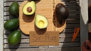 Sir-Prize avocado: a profile