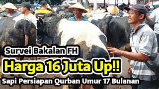 Survei Bakalan FH‼️Harga Terkini Sapi Persiapan Qurban Harga 16 Juta UP Murah Atau Mahall