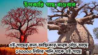 বাওবাব গাছ ও তার পানির রহস্য ||The Secret of Baobab Tree’s Water Storage | Nature's Water Tank