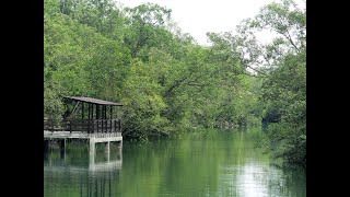 Online Workshop: Fun with Mangrove Wildlife