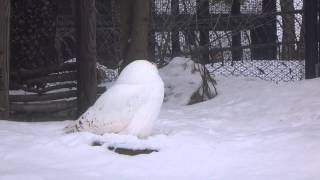 20150228 シロフクロウ＠旭山動物園