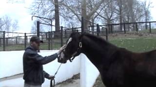 Claiborne Horse Farm 2013 and Secretariat Grave