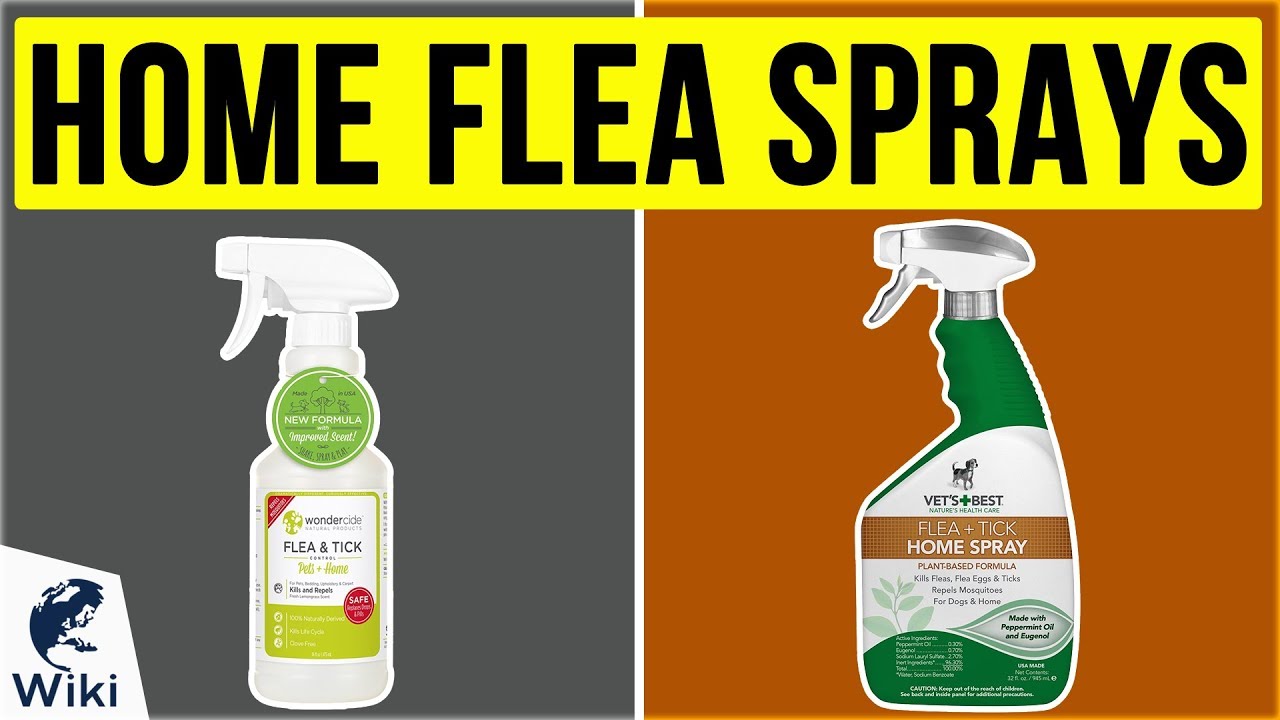 How To Get Rid Of Fleas In The House Fast? - HomeImprovementAll