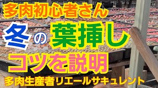 【多肉植物】【ガーデニング】多肉初心者🔰さん‼️冬の葉挿しのコツを説明します🎵簡単です(笑)2021年12月15日