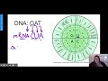 protein synthesis codon chart how to