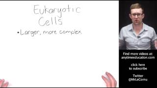 Prokaryotic and Eukaryotic Cells