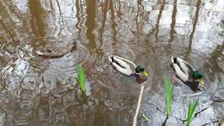 Pond life - Mallard ducks / Anas platyrhynchos (1)