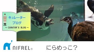 【ニフレル】キュレーターブログ2021年1月27日号用動画「にらめっこ？」Staring contest?