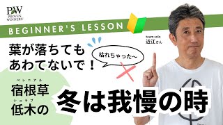 #宿根草 #低木 の冬は我慢の時！葉が落ちてもあわてないで！