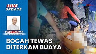 Bocah 5 Tahun di Bangka Tewas Diterkam Buaya, Sempat Hilang saat Mandi Bersama Orang Tua di Kolong