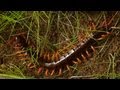 Centipede Molting (HD)