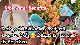 బియ్యం కడిగిన నీటితో మొక్కలకి లాభాలు ఎన్నో 🤗 ||# how to use Ricewater  for healthy growing of plants