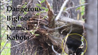 Dangerous Bigfoot.  The Sasquatch named Kabota