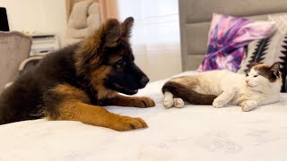 German Shepherd Puppy Meets a Sleepy Cat