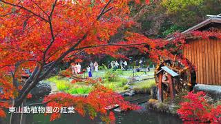 名古屋市千種区の旅01（東山動植物園：紅葉ライトアップ）Nagoya, Higashiyama Zoo and Botanical Garden, Autumn Leaves2018-11-23