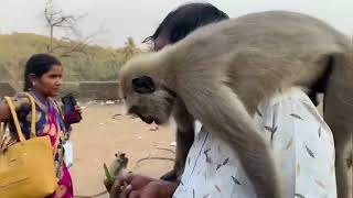 Monkeys At Khandagiri \u0026Udaygiri Caves