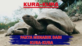 Mengenal Kura-Kura! Fakta Menarik dan Habitatnya #animals #edukasianak #education @KelinciPintar19