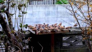 スズメたちの朝食風景