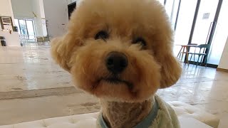 채봄tv🐕chaebom🐕 애카왔어요~~#연말 #새해복많이받으세요 #dog #love