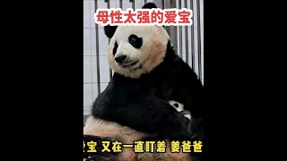 母性太强的“爱宝”，辛苦了，多亏有姜爷爷们的照顾。#爱宝 #大熊猫#旺仔说动物 #可爱熊猫 #熊猫日常 #熊猫生活