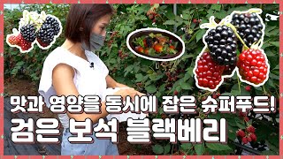 🌈맛과 영양🥗을 동시에 잡은 슈퍼푸드❗ 🖤💖검은 보석 블랙베리🍓🍇