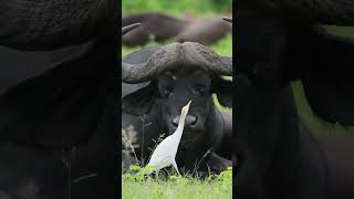 Buffalo and Birds