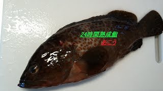 「あこう」」24時間熟成  鮨を握る　how  to  red spotted  grouper  make  susi