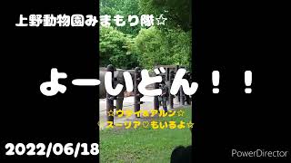 『よーいどん！』上野動物園みまもり隊☆パトロール記録