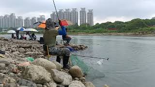 野釣_新店，碧潭壩下，目標魚，福壽魚