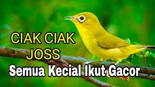 CIAK CIAK JOS KECIAL KUNING MASTERAN BURUNG JUARA