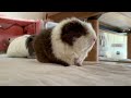 おしゃべりモルモット　talking guinea pig